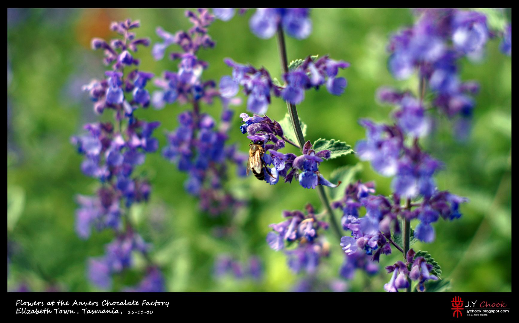 purple blue flower bee