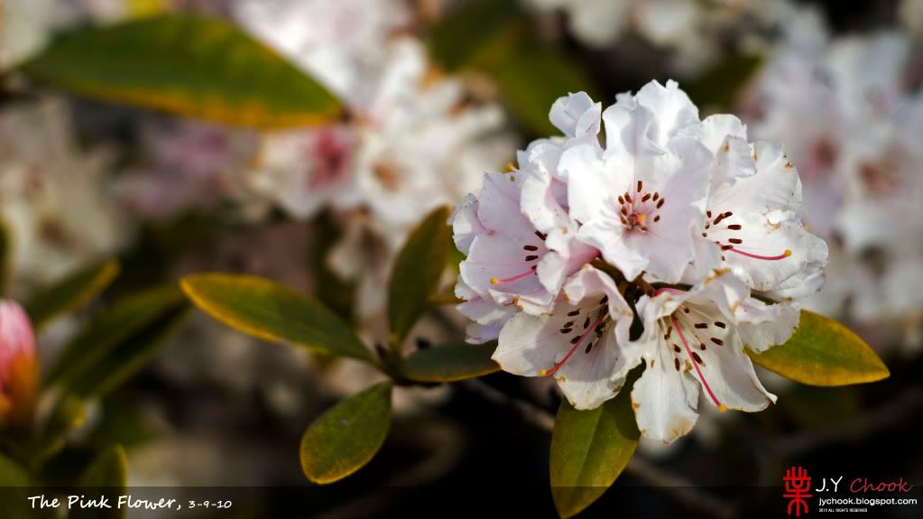 white flower