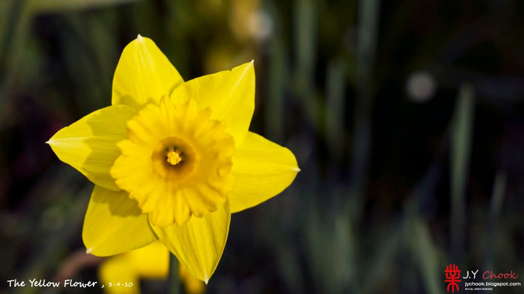 Yellow flower