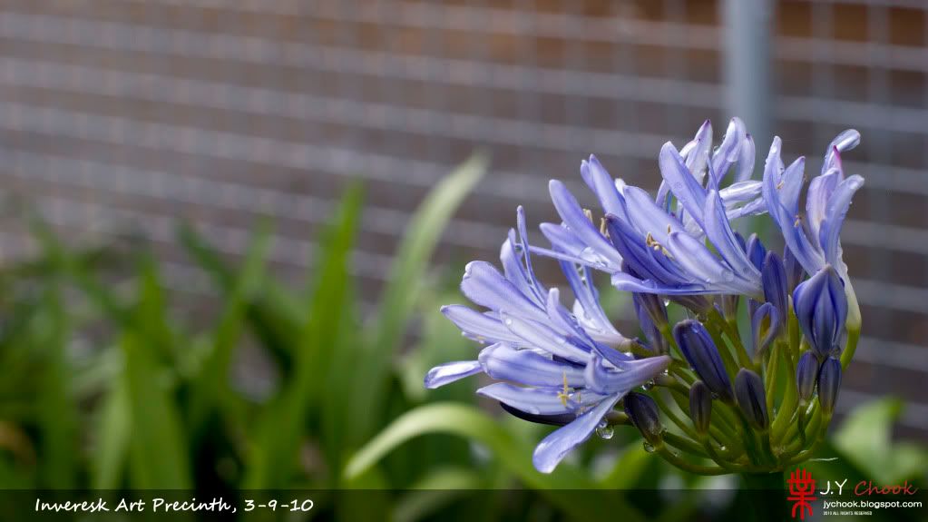 Blue Flower