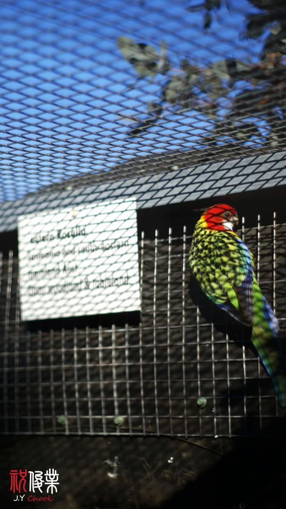 Colourful bird in Tas Zoo
