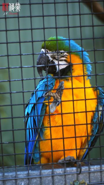 Colourful Parrot