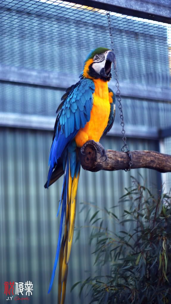 Bossy parrot
