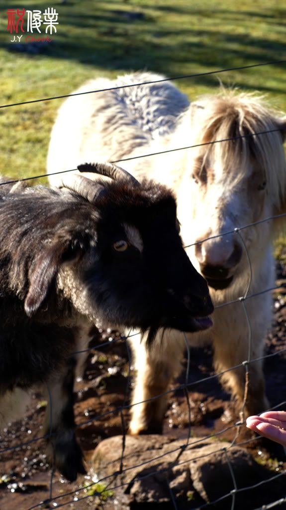 Black goat and white pony