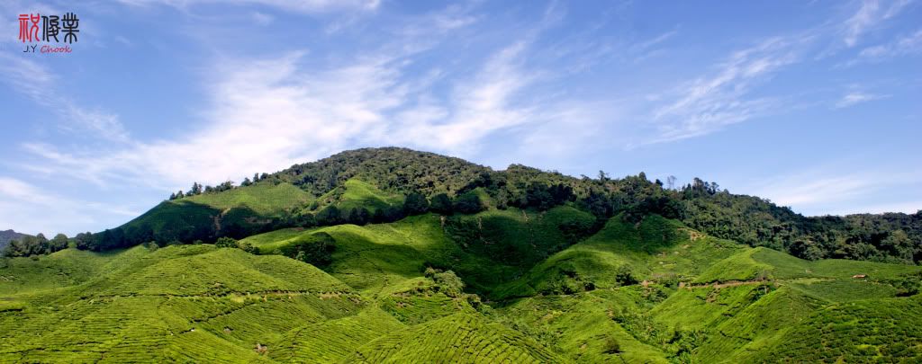 Cameron tea plantation