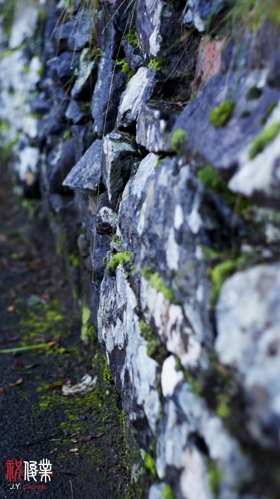 The mold on the stone wall
