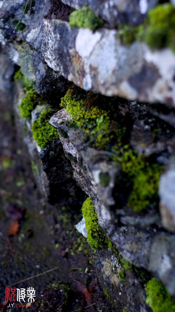 The Mold on the stone wall