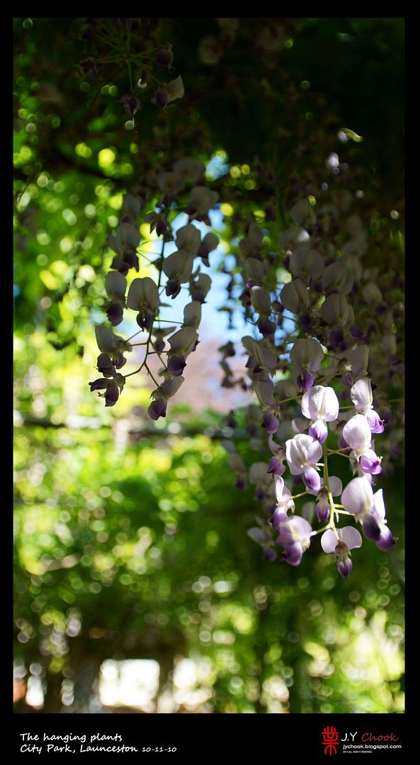 hanging plants flowers