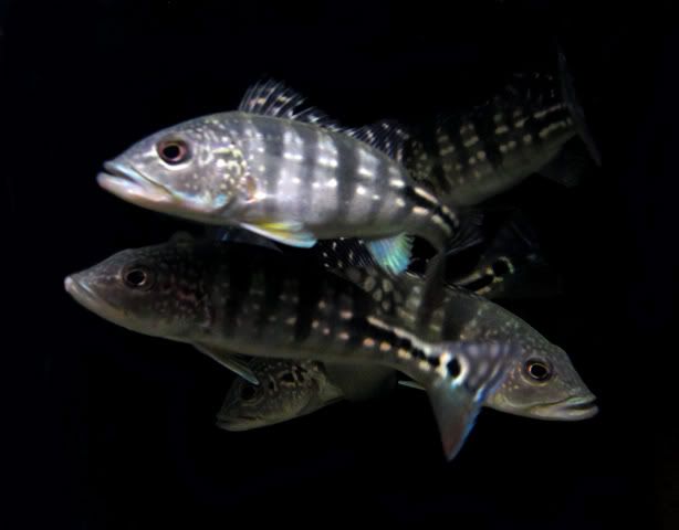 Cichla Piquiti