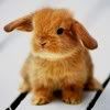 bunny01.jpg