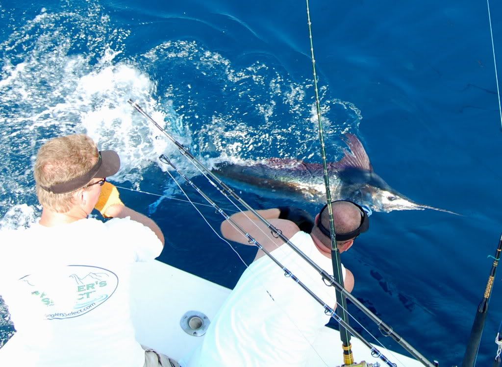 Pics from the beach haven white marlin tournament New Jersey Hunters