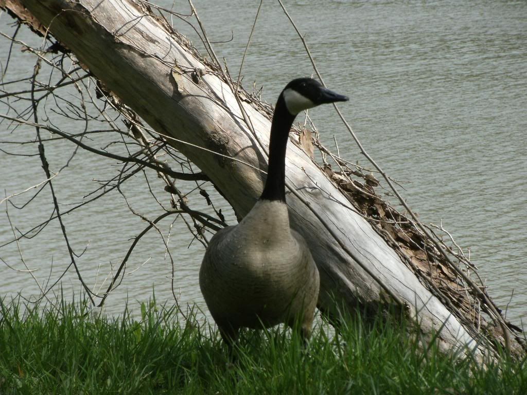 CANADIAN GOOSE Pictures, Images and Photos