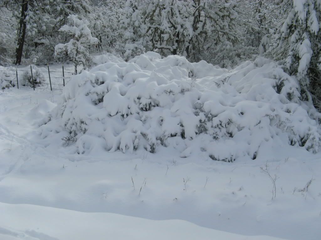 Snow covered bush Pictures, Images and Photos