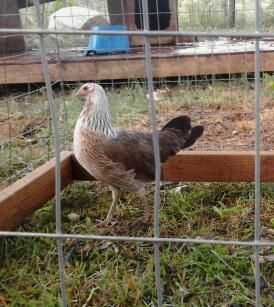 Triple C Farms 2013 Harpld Brown Grey pullet - Sabong, Cockfighting