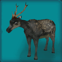 VisayanSpottedDeer.gif