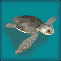 FlatbackTurtle.gif