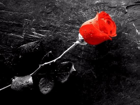 ROSA Pictures, Images and Photos