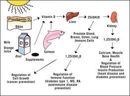 Hormone protein steroid