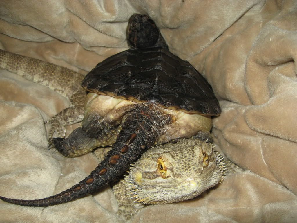 Bearded Dragon/Turtle • Bearded Dragon . org