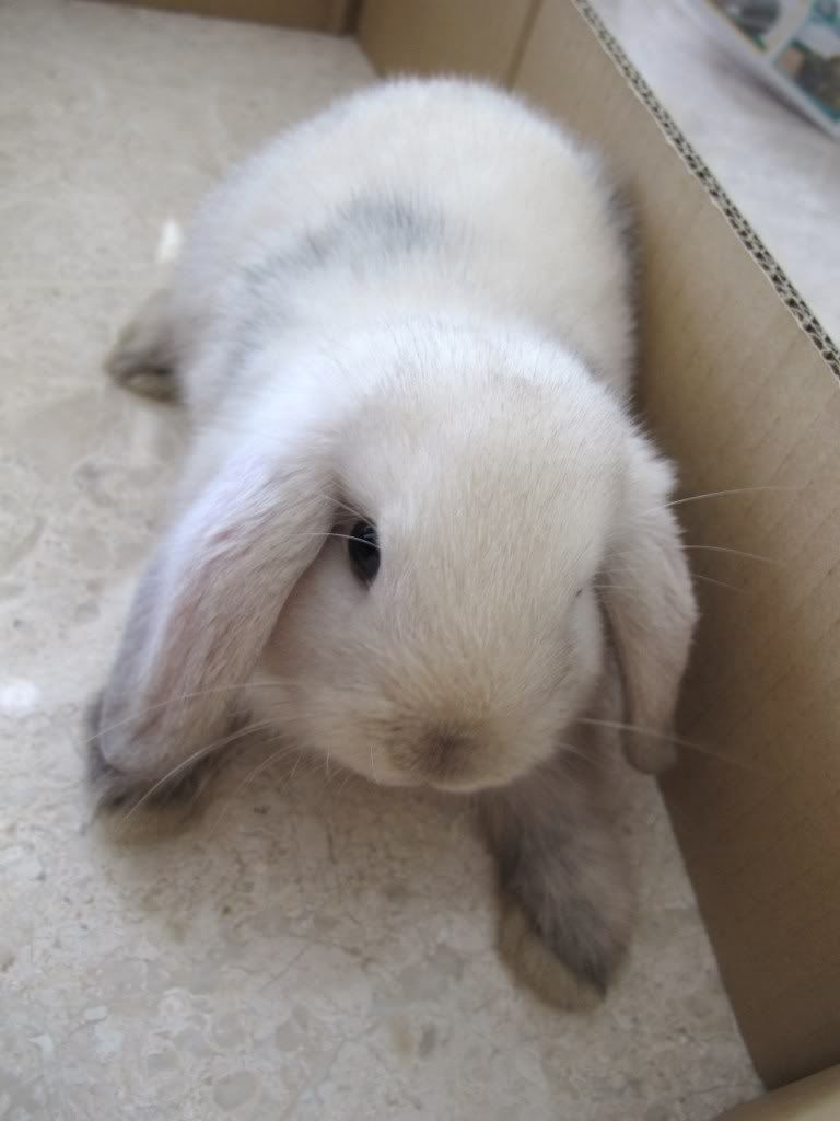 ResizedMochi1.jpg
