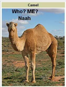 camel.jpg