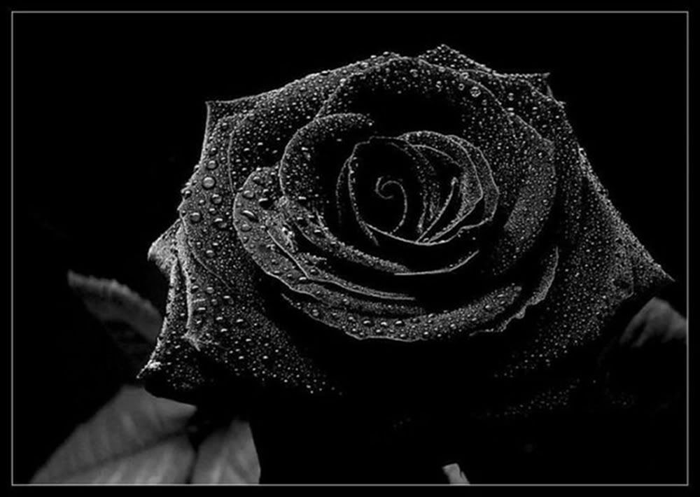 desktop wallpaper roses. black rose wallpaper Image