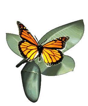Orange-Butterfly-Animated-butterfli.gif animated butterfly image by keinzdash