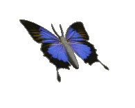 butterfly gif photo: animated butterfly butterfly-animated.gif