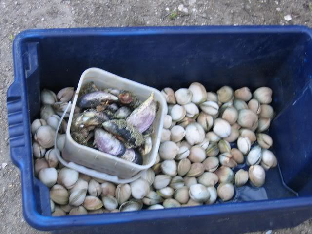 Cockles &amp; Mussels Pictures, Images and Photos