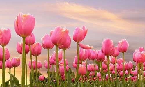 pink tulips photo:  839570xiabgj5f3j.jpg