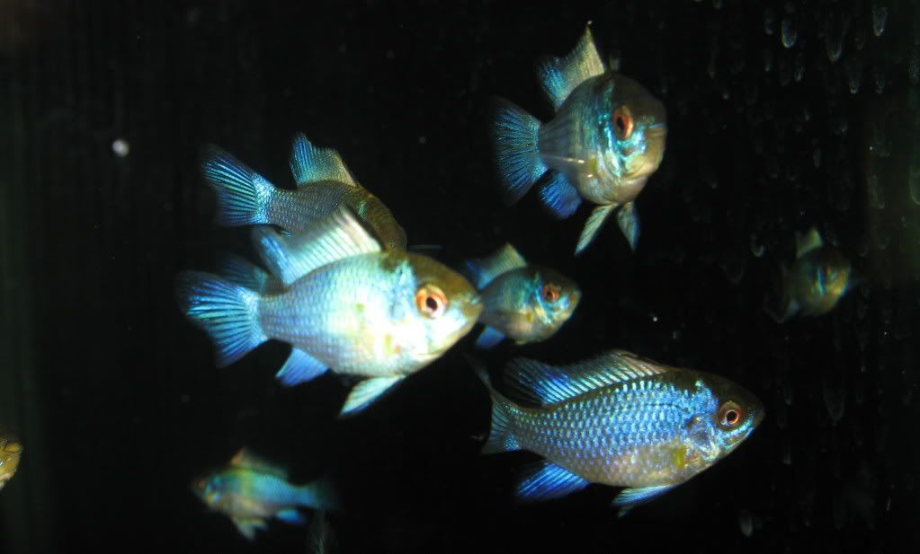 BlueNeons4.jpg
