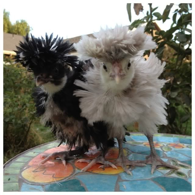 Auction!!! Frizzled Tolbunt Polish/White Bantam Polish Hatching Eggs