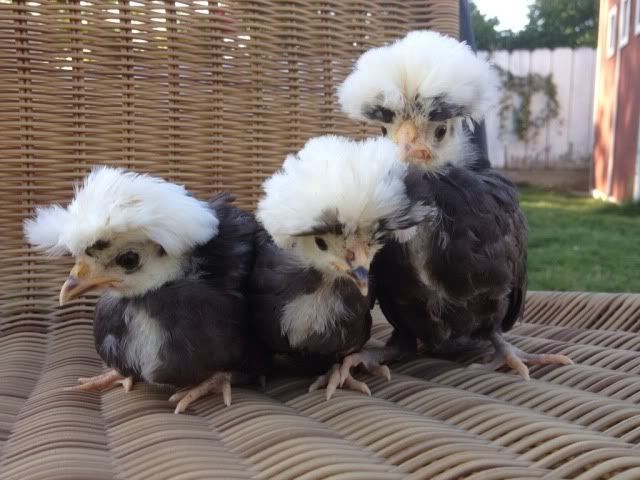 Blue Frizzle Chicken