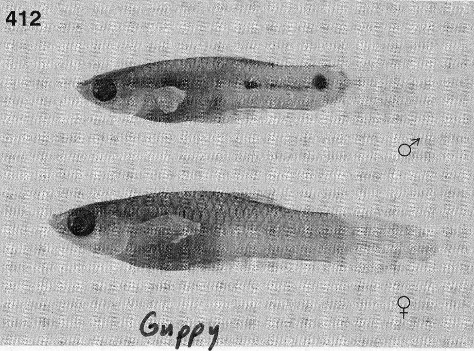Feral Guppy vs. Mosquitofish