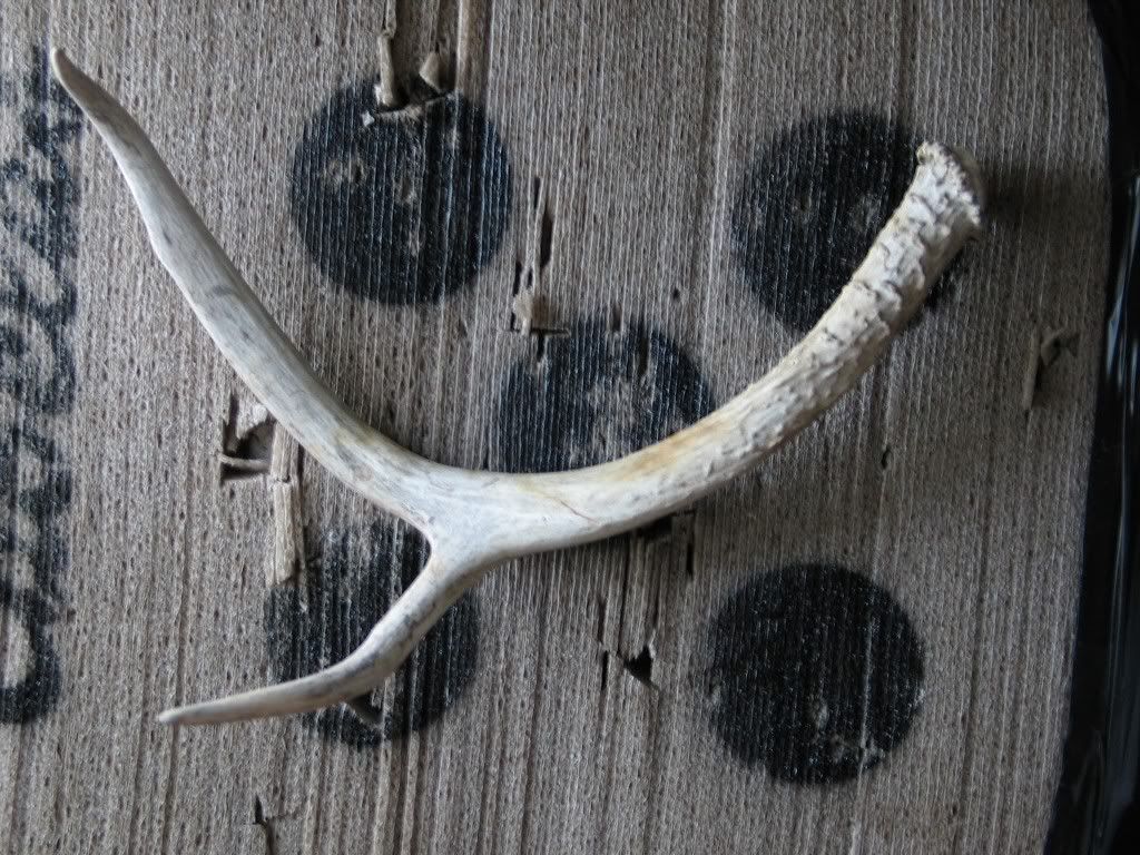 antler.jpg