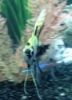 Avatar gebruiker