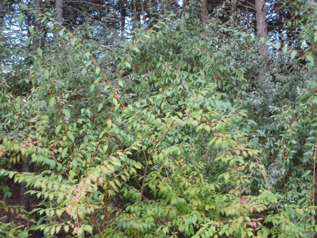 Red Berry Shrub