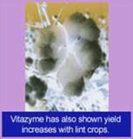 LINT