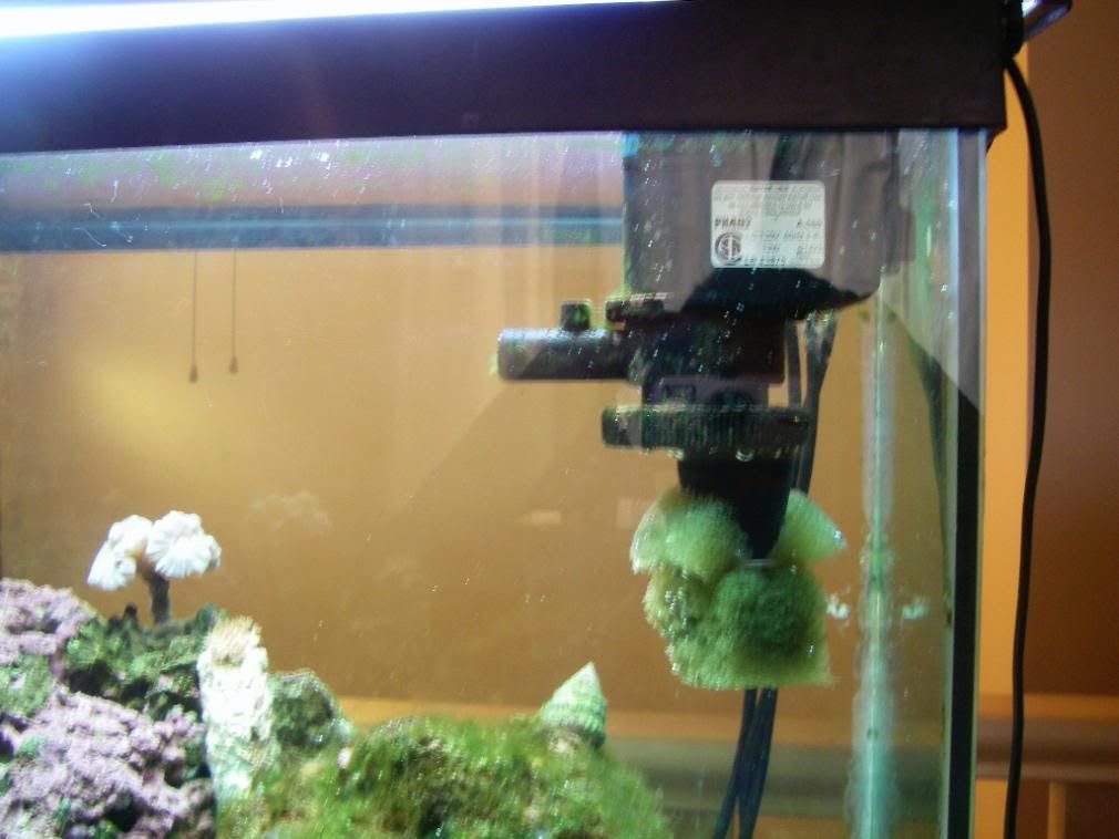 plenum freshwater aquarium