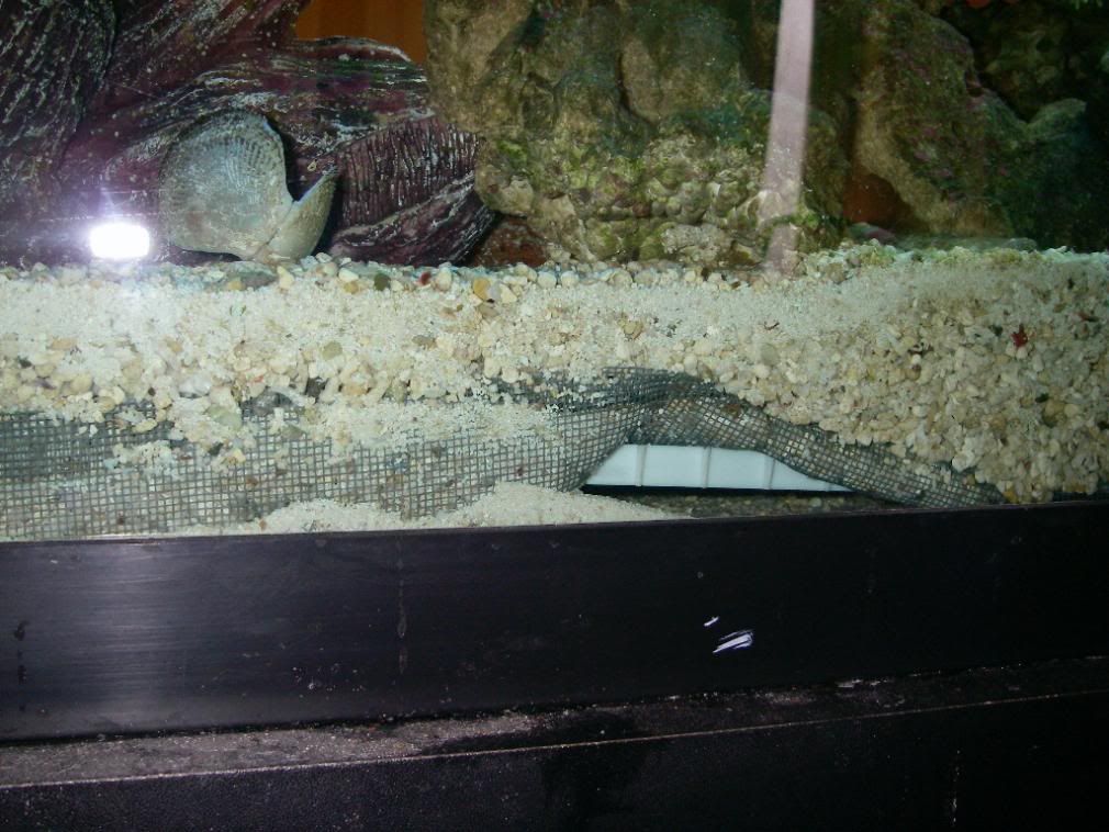 plenum freshwater aquarium