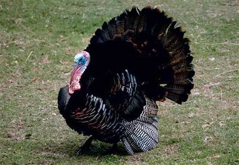 turkey.jpg Live Turkey image by odatsun