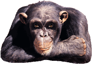 Gorilla20animated.gif