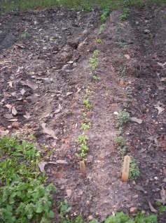 Spring '09 lettuces, mustard &amp; radishes @ 1 wk