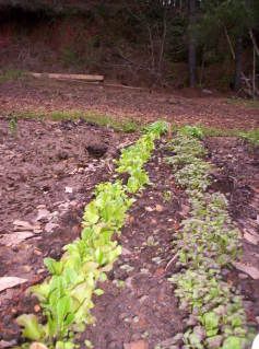 Spring '09 spinch &amp; swiss chard @ 3 wks