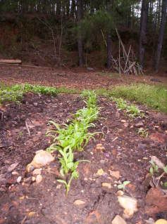 Spring '09 lettuces, mustard, &amp; radishes @ 3 wks