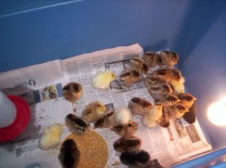 The baby chicks