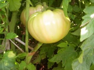 Dorothy's Mennonite Big Heart Tomato