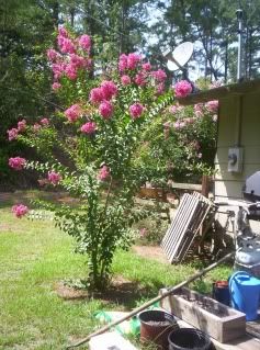 From Daddy's Crepe Myrtles