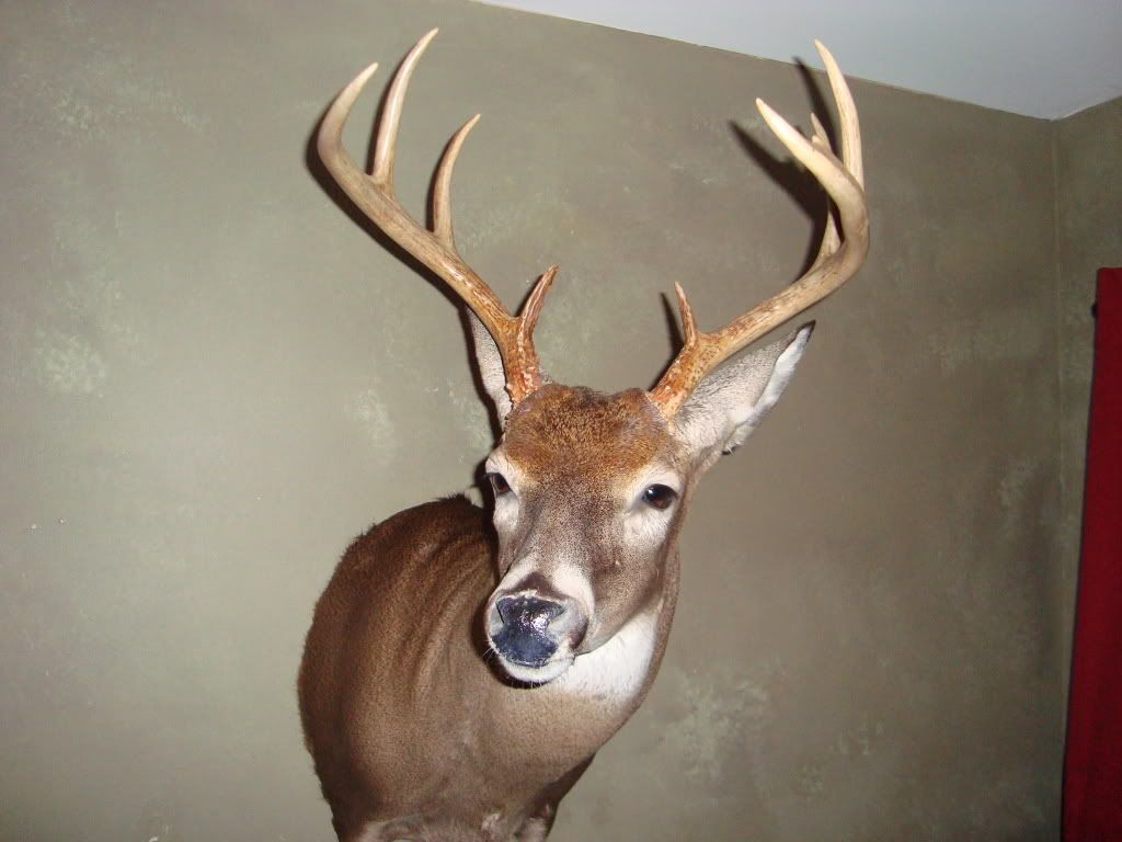 DeerMount2010001.jpg