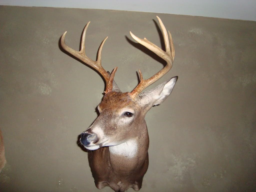 DeerMount2010002.jpg